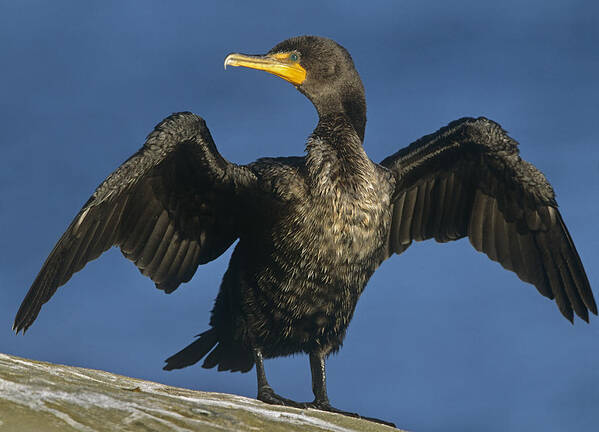 00176605 Poster featuring the photograph Double Crested Cormorant Drying by Tim Fitzharris
