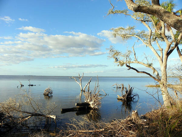 Driftwood Poster featuring the photograph Driftwood Landscape 1 by Sheri McLeroy