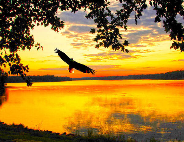 Eagle Up Close At Sundown Poster featuring the photograph Eagle at sunset by Randall Branham