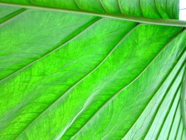 Elephant Ear Plant Poster featuring the photograph Elephant Ear Plant Leaf by Kathryn Barry