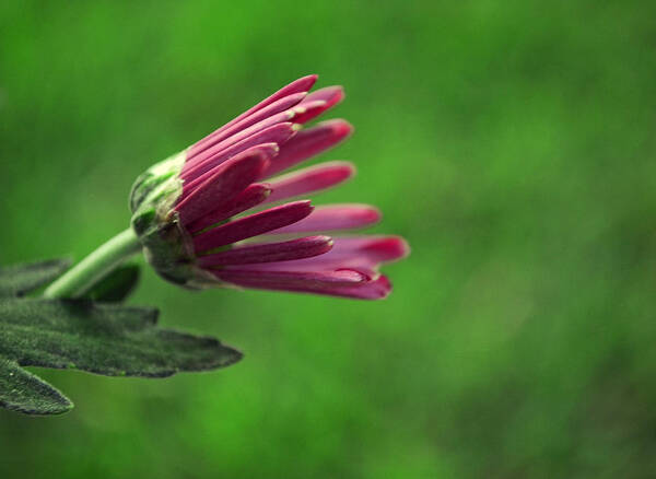 Chrysanthemum Poster featuring the photograph Evolve by Melanie Moraga