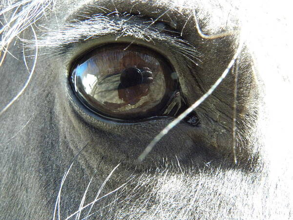 Horse Poster featuring the photograph Eye Popper by Kim Galluzzo