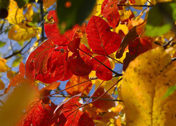 Fall Poster featuring the photograph Fall Leaves FLP by Jim Brage