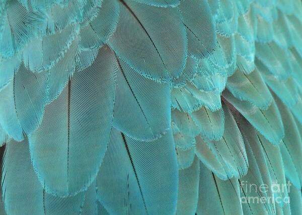 Feather Poster featuring the photograph Feathery Turquoise by Sabrina L Ryan