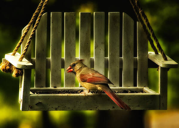 Cardinal Poster featuring the photograph Female Cardinal in Evening Light by Bill and Linda Tiepelman