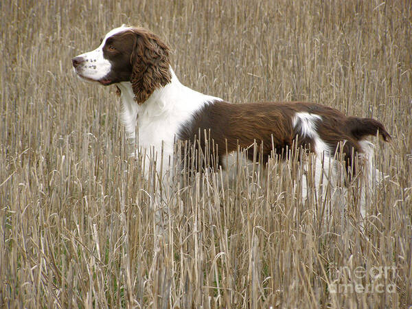 English Springer Spaniel Poster featuring the photograph Field Bred Springer Spaniel by Angie Rea