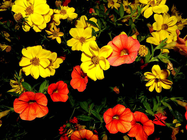 Flowers Poster featuring the photograph Fire Colors by Kim Galluzzo