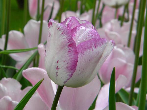 Tulip Poster featuring the photograph Fresh pink by Manuela Constantin