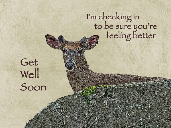 Get Well Poster featuring the photograph Get Well Card - Whitetail Deer in Velvet by Carol Senske