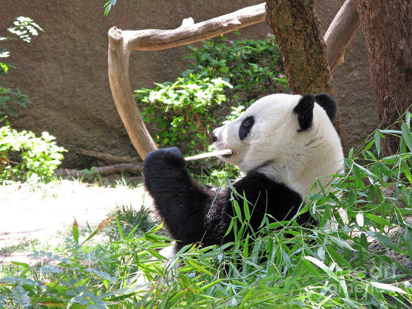 Giant Panda Poster featuring the photograph Giant Panda in San Diego Zoo 77 by Ausra Huntington nee Paulauskaite