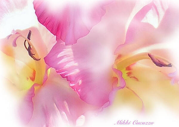 Floral Poster featuring the photograph Gladiola by Mikki Cucuzzo