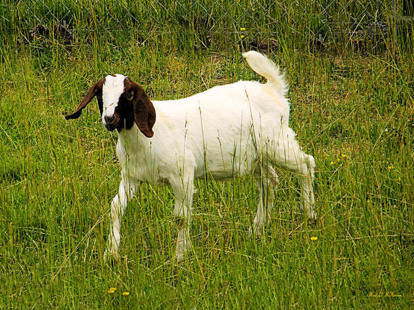 Goat Canvas Prints Poster featuring the photograph Goat Fun by Wendy McKennon