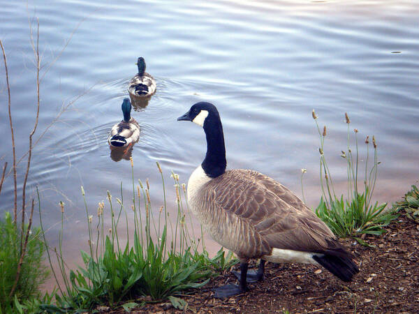 Goose Poster featuring the photograph Goose and Ducks by Kelly Hazel