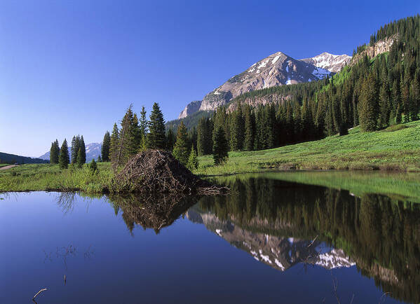 00174846 Poster featuring the photograph Gothic Mountain And Beaver Lodge by Tim Fitzharris