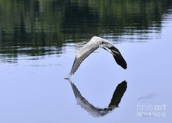 Nature Poster featuring the photograph Graceful Heron by Nava Thompson