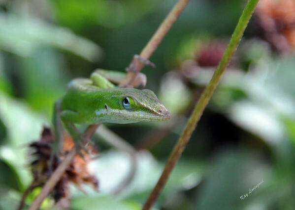 Green Anole Poster featuring the photograph Green Anole by Kay Lovingood
