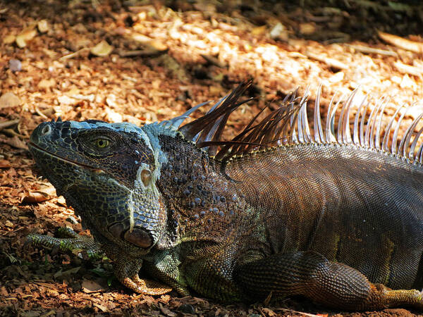 Iguana Poster featuring the photograph Grey Iguana by Vijay Sharon Govender