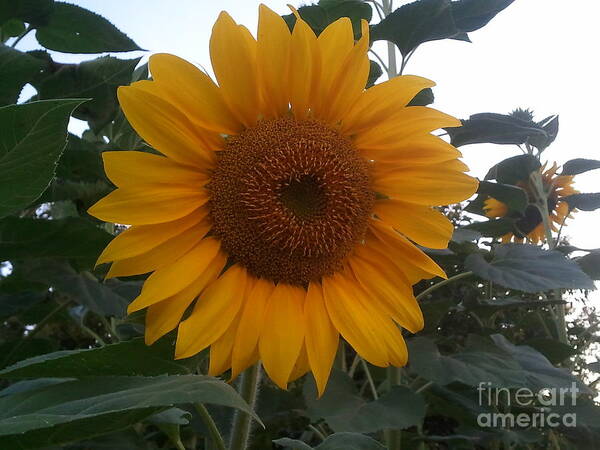 Sunflower Poster featuring the photograph Growing Sunshine by Yenni Harrison
