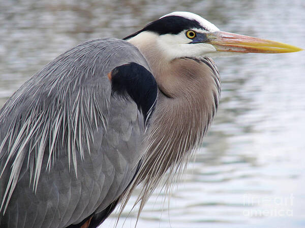 Heron Poster featuring the photograph Heron by Mark Holbrook