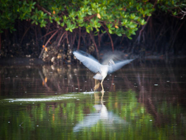 Heron Poster featuring the photograph Heron Takes Flight by Jim DeLillo