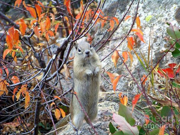 Ground Squirrel Poster featuring the photograph Hey There by Dorrene BrownButterfield