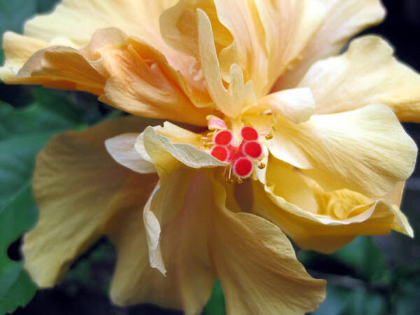 Shades Of Yellow Poster featuring the photograph Hibiscus Dancer iin Yellow by Sarah Hornsby