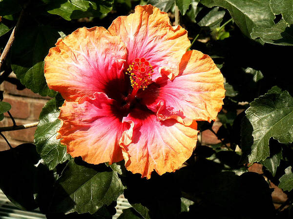 Hibiscus Flower Poster featuring the photograph Hibiscus Flower by Lisa Phillips