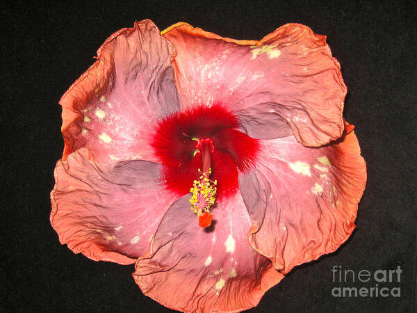 Hybrid Hibiscus Poster featuring the photograph Hibiscus by Joan McArthur