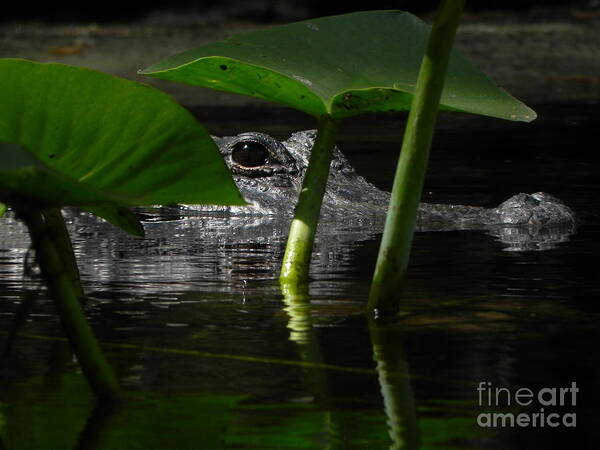 Alligator Poster featuring the photograph Hide and Seek You by Jack Norton