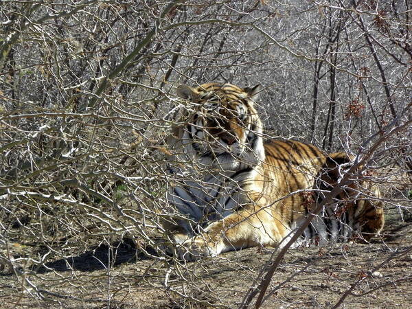 Tiger Male Poster featuring the photograph Hide N Seek by Kim Galluzzo