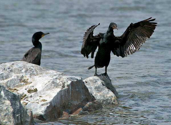 Cormorants Poster featuring the photograph Honest it was This BIG by Stephen Johnson