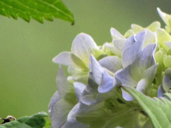 Hydrangea Poster featuring the photograph Hydrangea Blossom by KATIE Vigil