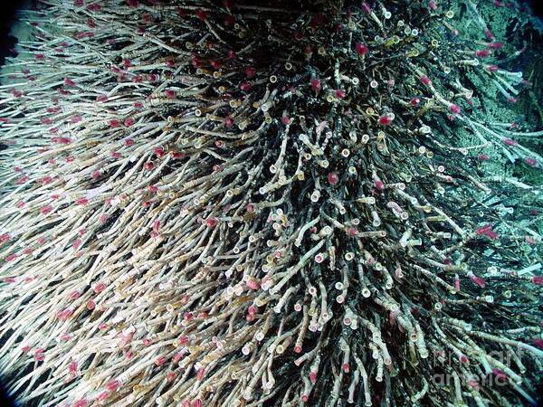 Hydrothermal Tubeworms Poster featuring the photograph Hydrothermal Tubeworms by Science Source