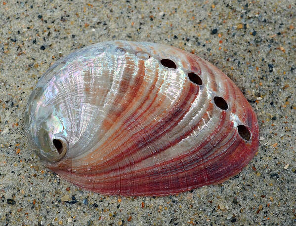 Shell Poster featuring the photograph Iridescent Treasure Macro by Sandi OReilly