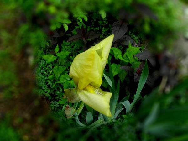 Yellow Flower Poster featuring the photograph Iris in a cirlcle by Kim Galluzzo