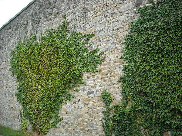 Ennis Poster featuring the photograph Ivy Wall by Christophe Ennis