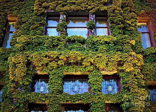 Ivy Poster featuring the photograph Ivy Windows - Digital Art by Carol Groenen