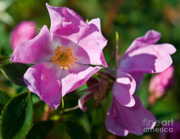 Wild Rose Poster featuring the photograph Jasper - Wild Rose 2 by Terry Elniski