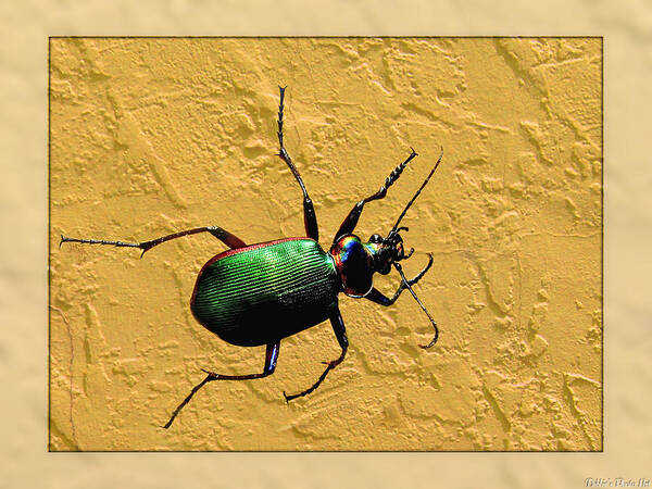 Nature Poster featuring the photograph Jeweltone Beetle by Debbie Portwood
