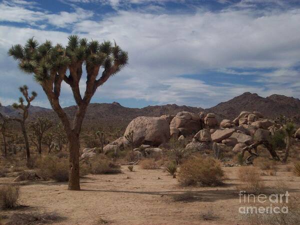 Joshua Tree Poster featuring the photograph Joshua Tree by Dean Robinson