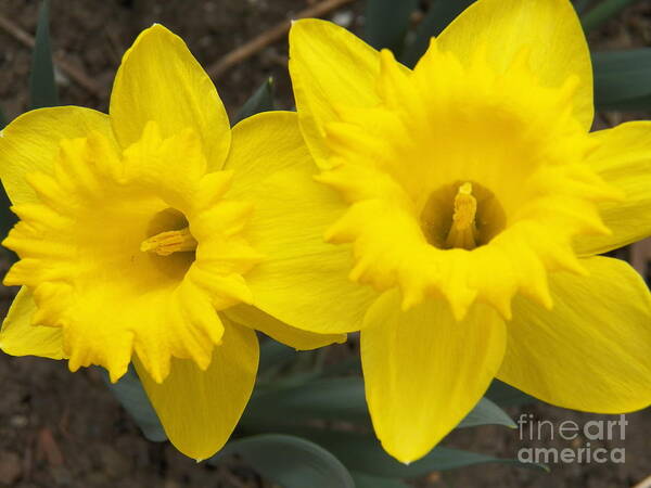 Daffodils Poster featuring the photograph Joy by Judy Via-Wolff