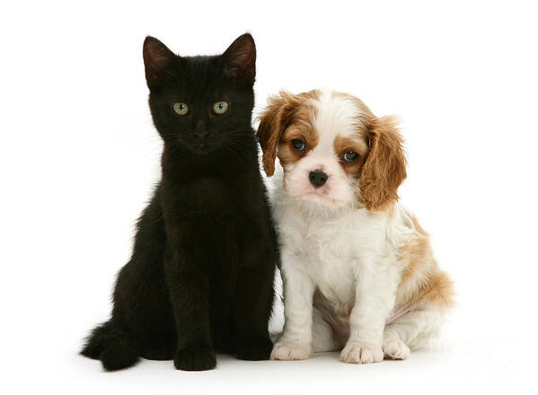 White Background Poster featuring the photograph King Charles Spaniel Puppy And Black Cat by Jane Burton