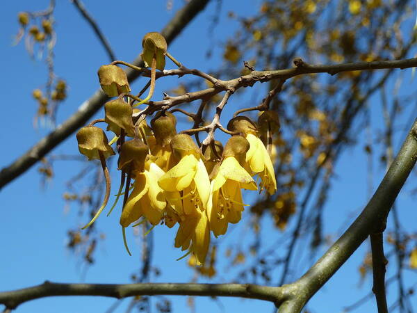 New Zealand Poster featuring the photograph Kowhai Flower by Jackie Sherwood