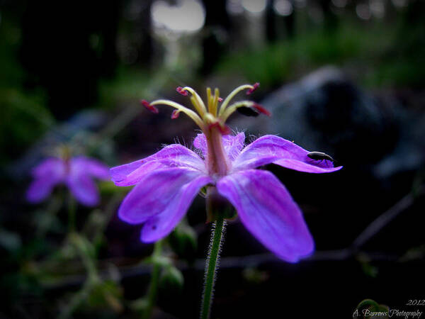 Wild Geranium Poster featuring the photograph Life on a Purple Wild Geranium by Aaron Burrows