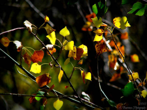 Prescott National Forest Poster featuring the photograph Light on the Leaves by Aaron Burrows