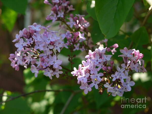 Lilacs Poster featuring the photograph Lilacs in the Garden by Heather Hennick