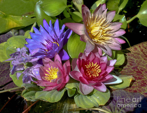 Waterlily Poster featuring the photograph Lilies No. 11 by Anne Klar