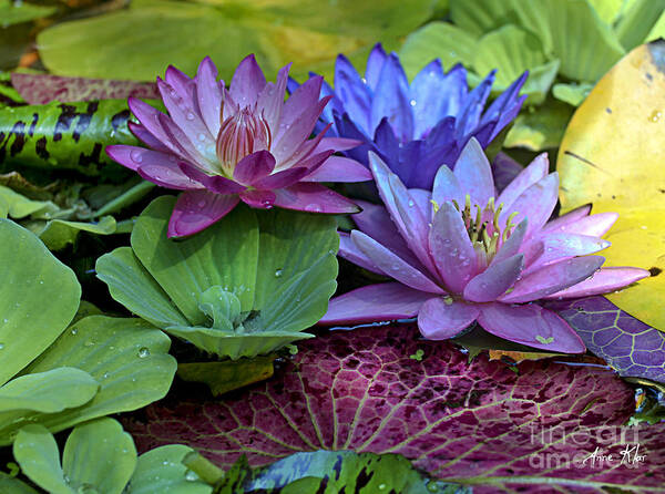 Blue Purple Violet Magenta Water Lily Lilies Poster featuring the photograph Lilies No. 27 by Anne Klar