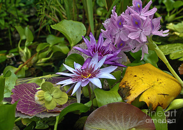 Exotic Cluster Of Water Lilies Poster featuring the photograph Lilies No. 39 by Anne Klar