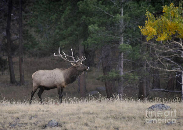 Elk Poster featuring the photograph Lone Elk Warrior by Nava Thompson